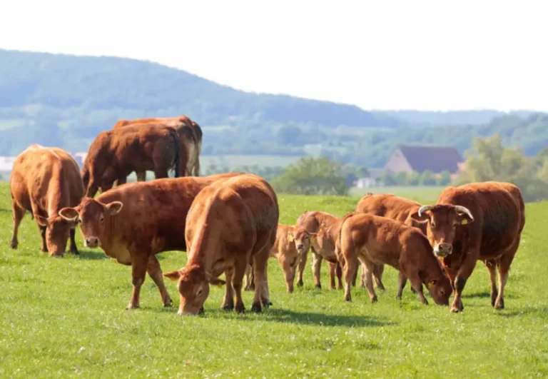 Tipos de carnes de vaca
