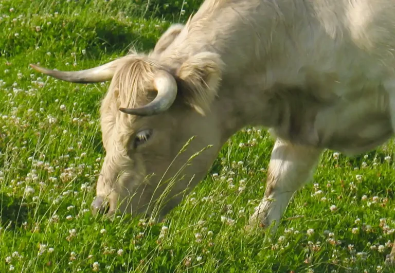 La importancioa del bienestar animal: vaca comiendo en el prado
