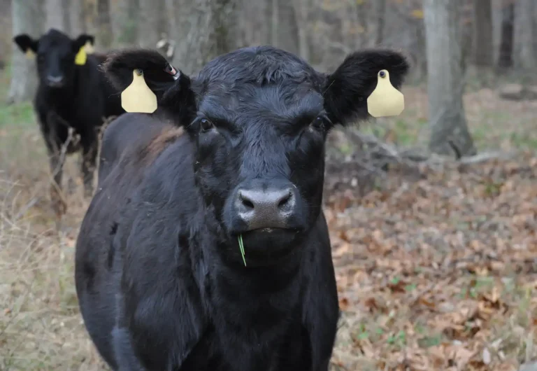 vacas black angus