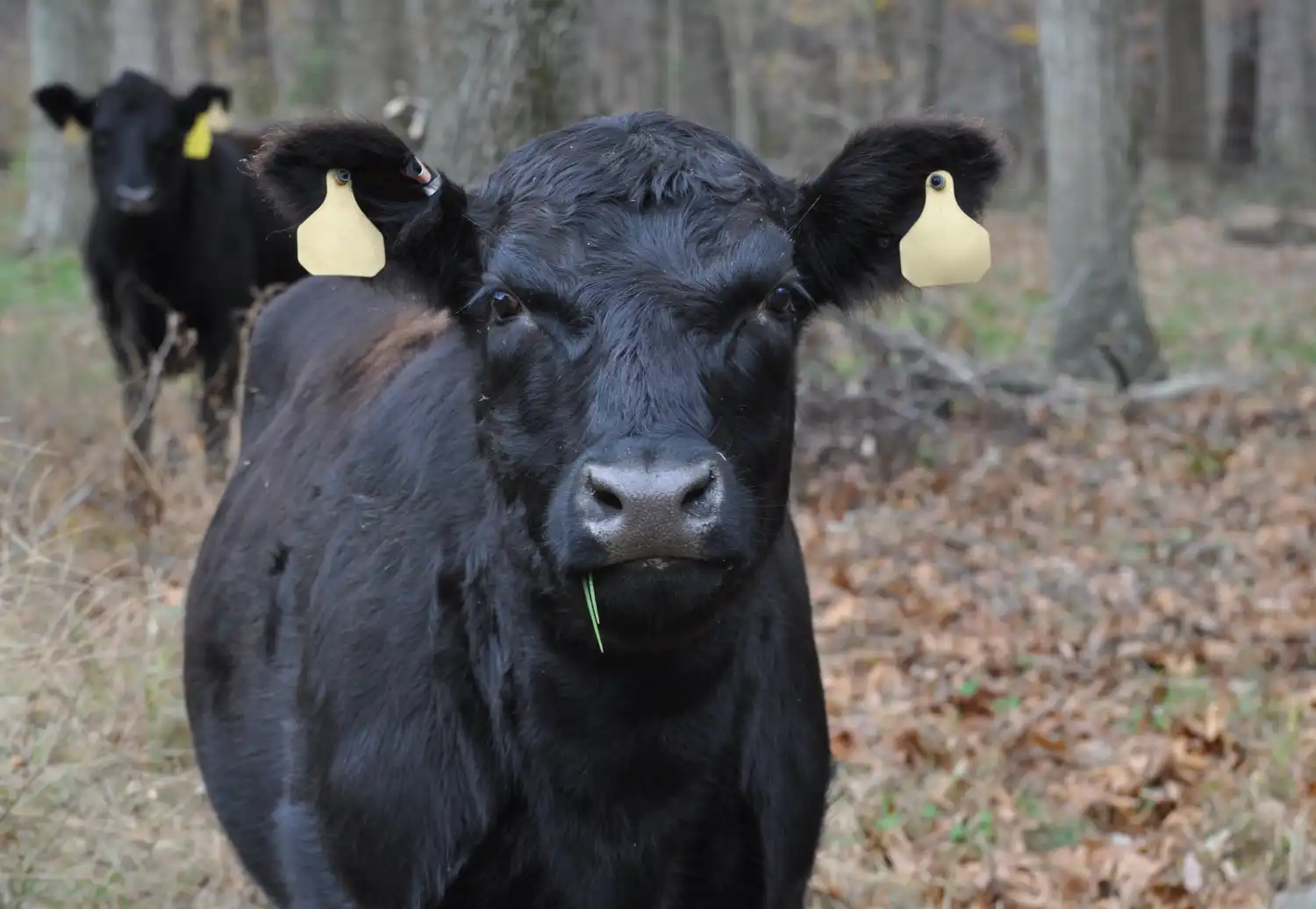 vacas black angus